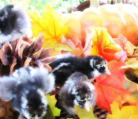Baby Chicks In Fall Leaves Pumpkin Cottage Autumn Leaves Photo And