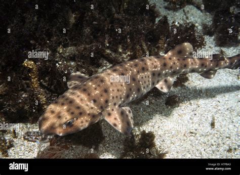 Swell Shark Cephaloscyllium Ventriosum Underwater So Named Because