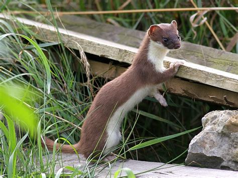 Stoat