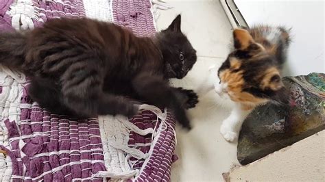 Cutest Sibling Kittens Youtube