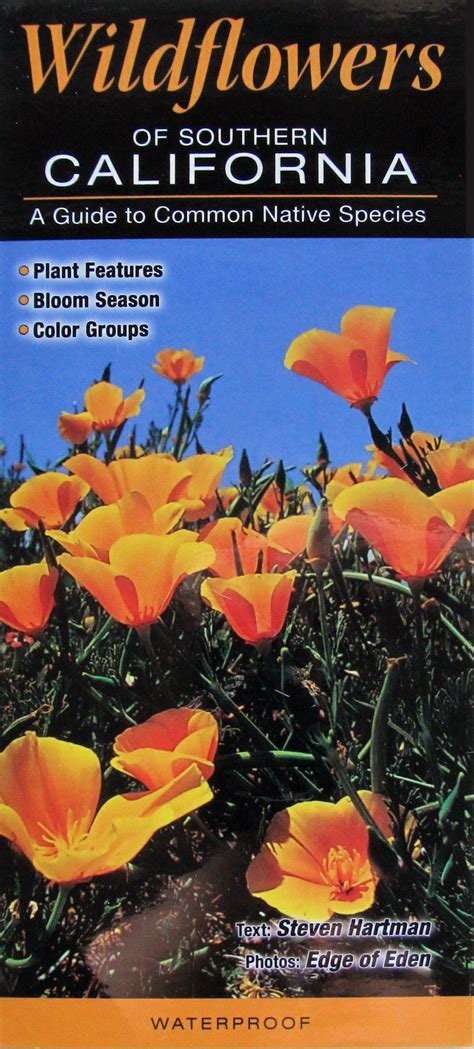 Wildflowers Of Southern California A Guide To Common Native Species