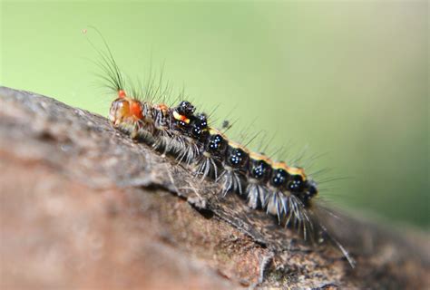It's sad when an animal is classified as a pest. Natural Garden Pest Control - Homestead Backyard