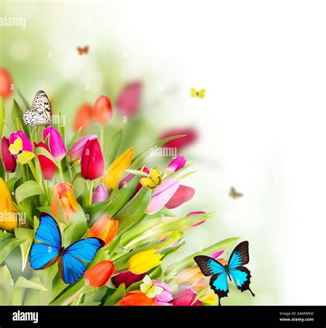 Flowers And Butterflies Hi Res Stock Photography And Images Alamy