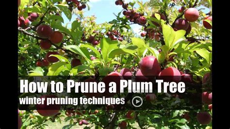 How To Prune An Old Plum Tree Nz