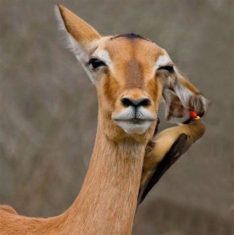 A Cheeky Red Billed Oxpecker Whispers Into The Ear Of An Impala