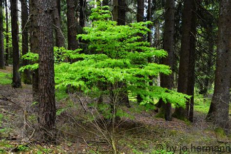 Es steht ein baum im garten. Es steht ein Baum im Wald. - Spittal