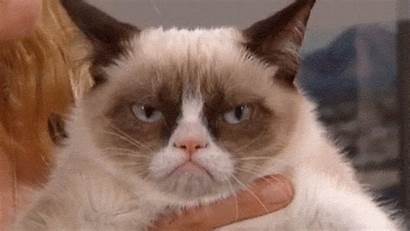 Cat Gifs Grumpy Popular Angry Animated Cats
