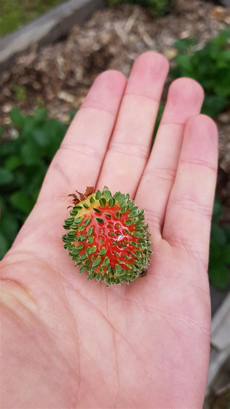 The Seeds On This Strawberry Germinated Before It Was Ripe Mildly
