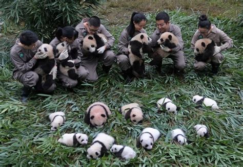 17 Giant Panda Cubs All Born This Year In A Group Pic At A Research