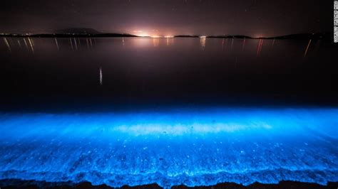 Bioluminescent Organisms Hubpages