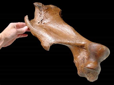 Leg Bone - Fossil ID - The Fossil Forum
