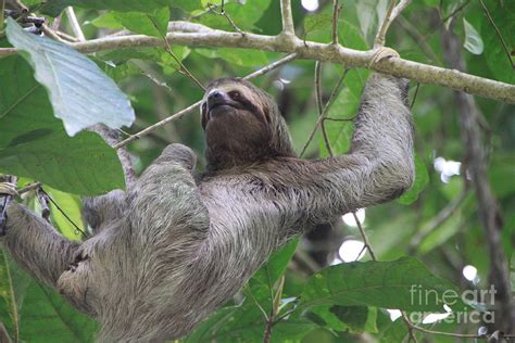 Costa Rican Three Toed Sloth Photograph By Marisa Meisters Pixels