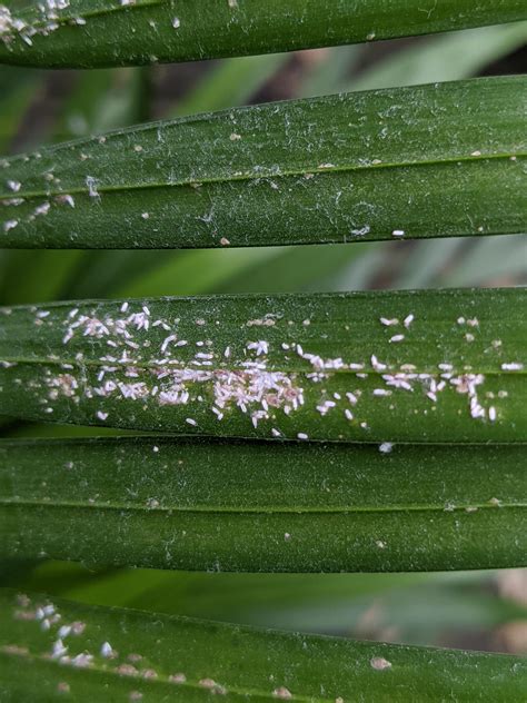 Hey Yall Ive Found These White Things On The Leaves Of My Plant And