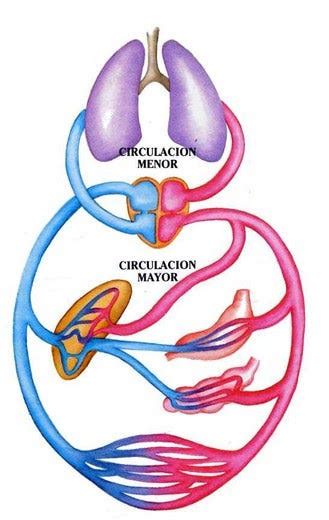 Sistema Circulatorio Medium