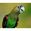 Cape Parrot Is Distinct Species Scientists Say  Biology Sci Newscom