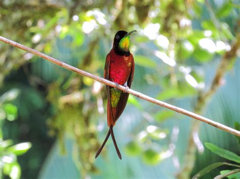 Colibrí Topacio Topaza Pella Tomás Fernández Flickr