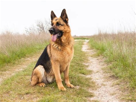 Can German Shepherds Live Outside The Pros And Cons