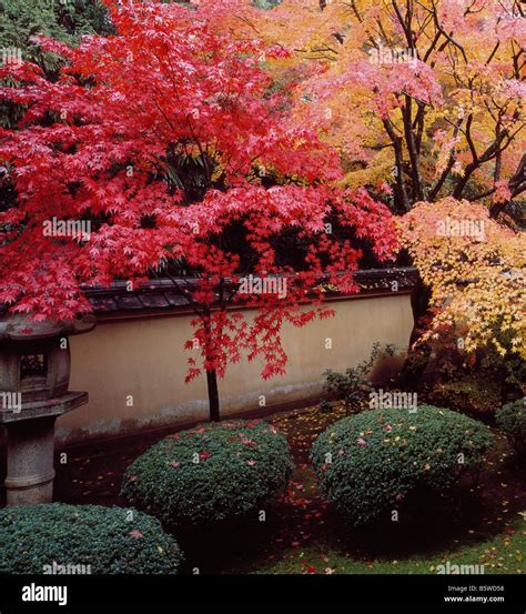 Koto In Daitokuji Kyoto Autumn Leaves Stock Photo Alamy