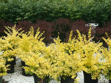 We did not find results for: Baldwin Nurseries: Perennials, shrubs, trees for Nova ...