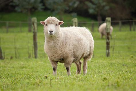 Ewe Stock Photos Pictures And Royalty Free Images Istock