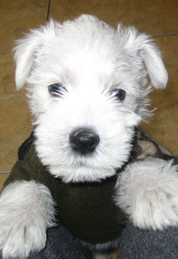 ¿buscas un cachorro de schnauzer miniatura blanco? LUCAS - MI BELLO SCHNAUZER BLANCO | Álbum de fotos de ...