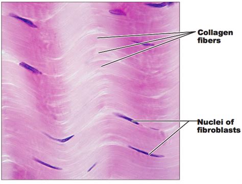 Dense Connective Tissue Labeled