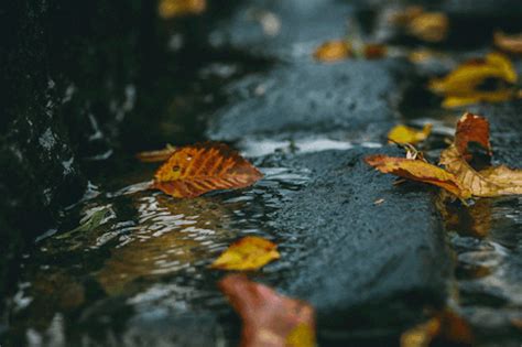Animated Autumn Leaves Autumn Falling Leaves Stock Footage Video Of Golden Dekorisori