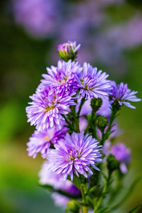 Free Images Flower Purple Petal Herbaceous Plant Violet