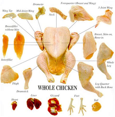 Venison Chicken And Other Animal Primal Cuts Charts Ask John The Butcher