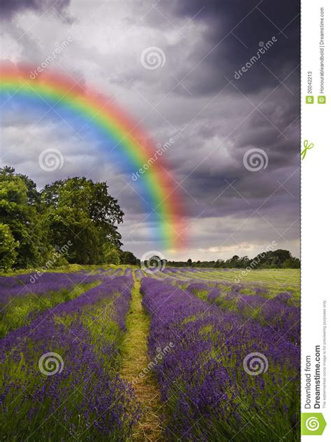 Storm Clouds And Rainbow Over Lavender Field Stock Image