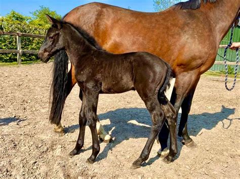Nun wurde der hengst erstmals. Horses.nl Veulenkeuring: Phila de Jeu wint bij ...