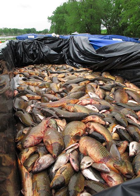 Supreme Court Wont Tip The Scales On Asian Carp Outdoorhub