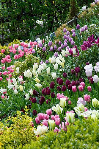 42017 Beautiful Gardens Tulips Garden Beautiful Flowers