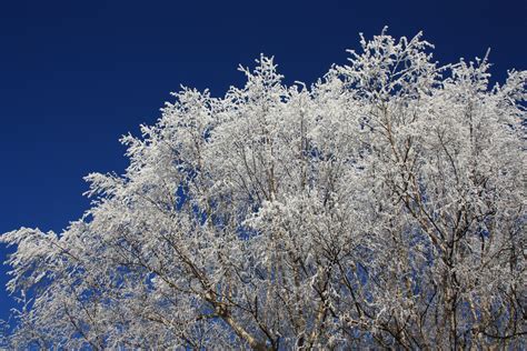 Free Images Tree Nature Branch Blossom Snow Winter Flower