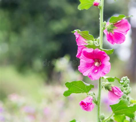 Pink Holly Hock Flower Stock Image Image Of Sweet Left 87331745