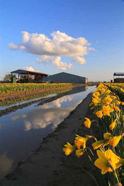 Skagit Valley Daffodil Festival North Western Images Photos By