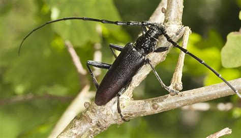 Stag Beetle Facts The Uks Largest Beetle And Where To See It Natural History Museum Stag