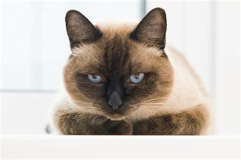 Ultimate Siamese Cat Personality Profile What You Need To Know I