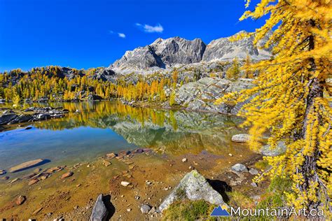 Golden Larch Trees Of Monica Meadows Purcell Mountains Bc Jmieff