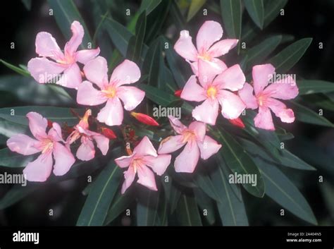 Pink Oleander Bush Nerium Oleander Stock Photo Alamy