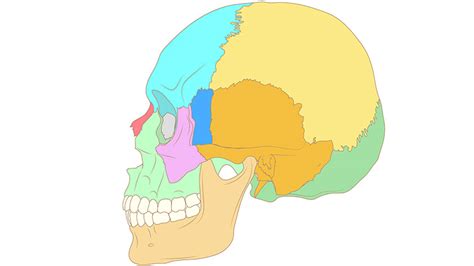 Huesos Del Cráneo Humano Juegos De Ciencias Naturales