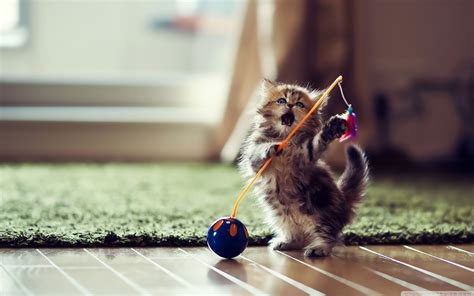 Funny Kitten Wallpapers Top Free Funny Kitten Backgrounds