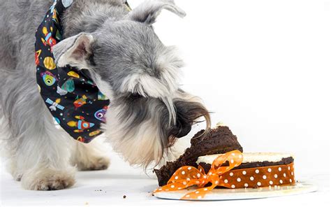 Whole frozen carrots can also offer your pup vitamins and minerals. Dog Birthday Cake Recipes For Your Pup's Special Day