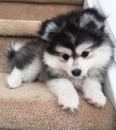 Pomsky Puppy In 2020 Cute Puppies Baby Animals Pictures