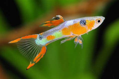 Ikan Hias Air Tawar Kecil - Hobi Mancing