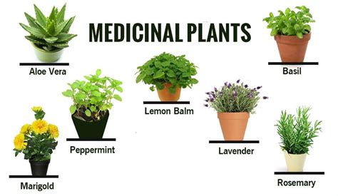Herbal And Medicinal Plants And Their Uses Acegardener