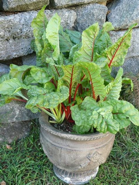 For best flavor, use flowers at their peak. Grow: Swiss Chard
