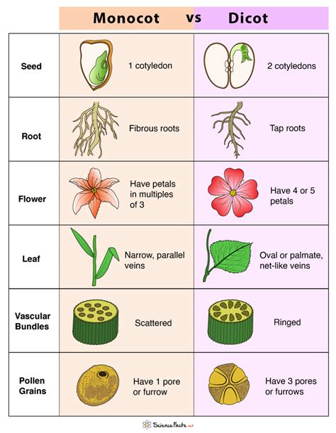 Monocot And Dicot Difference