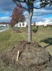 My kitchen forest garden island gets all the love while the peach tree just one year younger is out of sight and out of mind. Trees/Mulch Mounds - Garden Design Inc.