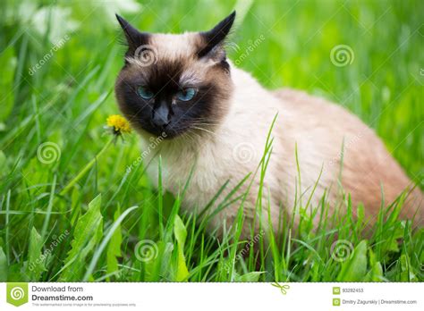 Siamese Cat In The Grass With Blue Eyes Stock Image Image Of Beauty